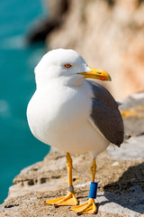 Obraz premium Detail of a seagull on the edge of cliff above the Mediterranean sea. Portovenere, Liguria, Italy