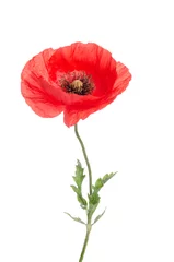 Wall murals Poppy single red poppy isolated on white