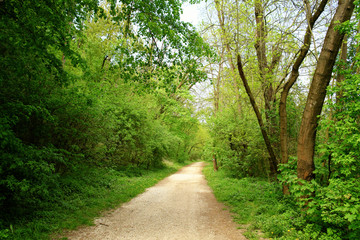 Road into forest