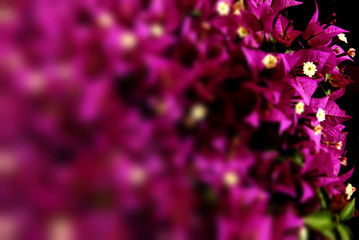 bouganville close up, pianta e fiori fucsia bouganvillea boganvillee