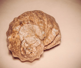 Big Brown Seashell Filtered