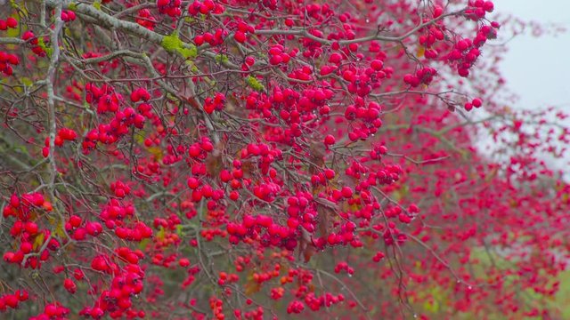 The Viburnum Opulus fruits on the tree. Viburnum opulus is a species of flowering plant in the family Adoxaceae native to Europe northern Africa and central Asia.