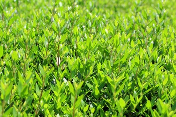 Green trimmed bush leaves