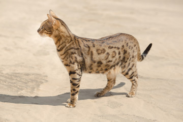 Savannah cat in desert