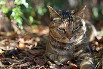 木陰で休む猫