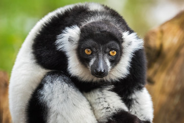 Obraz premium Portrait of adult male black-and-white ruffed lemur