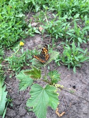 butterflie in leaf