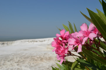 Pink Oleander flowers and Pamukkale, cotton castle, travertine hot spring terraces in the hills close to Hierapolis, Turkey