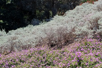 Obraz premium Purple wildflowers and bushes in the park