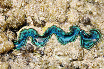 Big blue shell on the bottom of the red sea in Egypt close up   