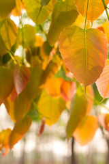 Obraz premium Bo leaves backlit beautiful.