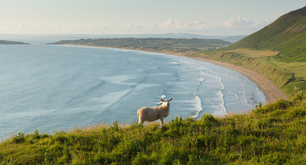 Rhossili beach The Gower Wales with sheep one of the best beaches in UK