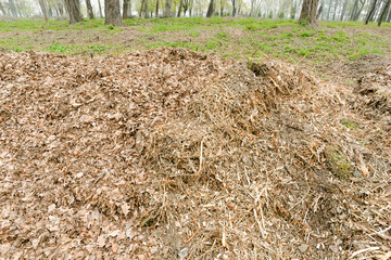Heap of Crushed Tree Branches and Leaves