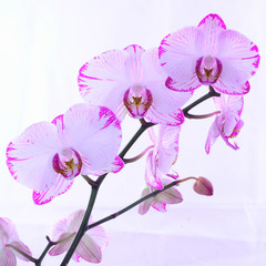  White and pink orchids on a branch. White background