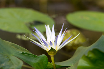 Obraz premium water lily