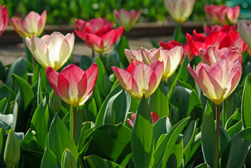 Tulipes roses et blanches au lever du soleil au Parc Floral de Paris
