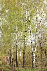 Beautiful birch outside city in countryside. Spring in birch grove.