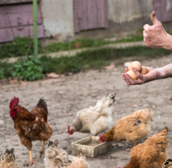 Farmer holding eggs