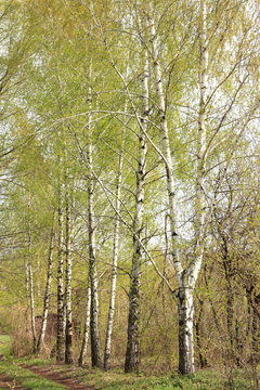 Beautiful birch outside city in countryside. Spring in birch grove.