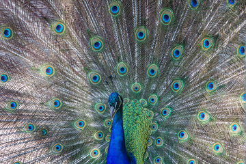 Fototapeta premium Pfau schlägt Rad, Makro