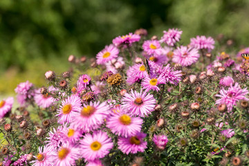 Pink Flowers with Butterfly