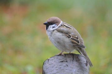 Feldsperling