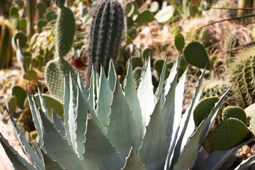 cactus