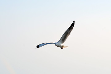 seagull in sky