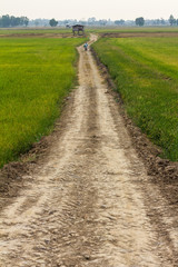 Dirt road through rice fields.