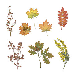 bouquet of mimosa rowan oak maple leaf autumn flowers vintage