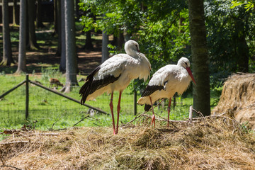 Zwei Störche bei der Fellpflege