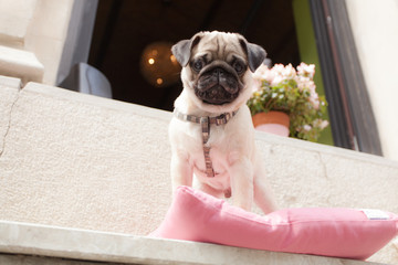 Puppy Pug in the City, three months old