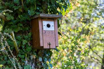 Birdhouse in a Swiss forest