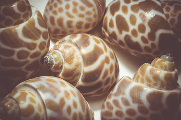 Spotted Shell Macro