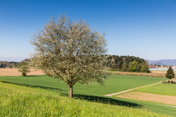 Obraz premium Fields near Fislisbach, Switzerland