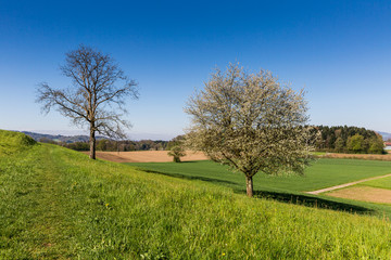 Fototapeta premium Fields near Fislisbach, Switzerland