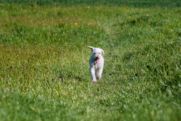 Fototapeta premium White poodle on meadow