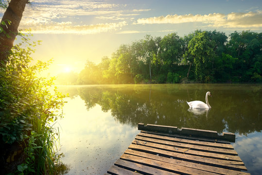 Graceful Swan On River