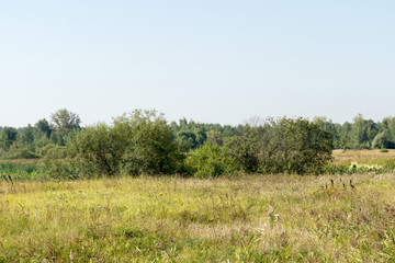 Summer Rural Landscape