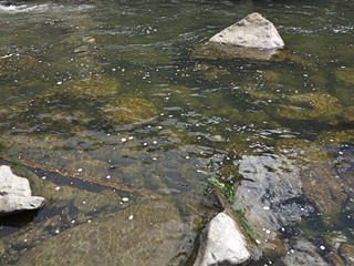 Green colour river water