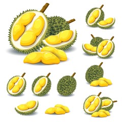 Durian Vector