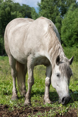 Obraz na płótnie Canvas horse in the meadow