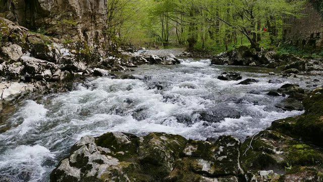 Woodland stream - Stock Image - C016/2344 - Science Photo Library