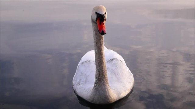 Schwimmender Schwan aus der N&auml;he