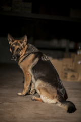 German Shepherd