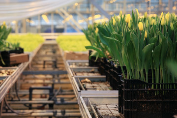 Plantation of tulips in a greenhouse Agribusiness