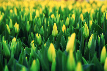 yellow tulips spring background