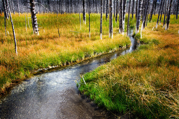 Yellowstone Small Stream Creek Dead Pine Trees Green Grass
