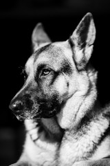 German Shepherd