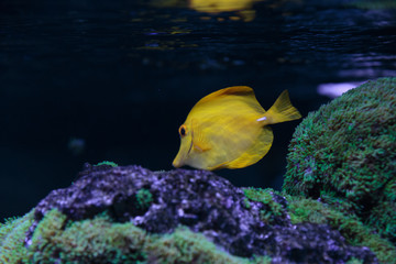 Fototapeta na wymiar Zebrasoma flavescens fish in aquarium
